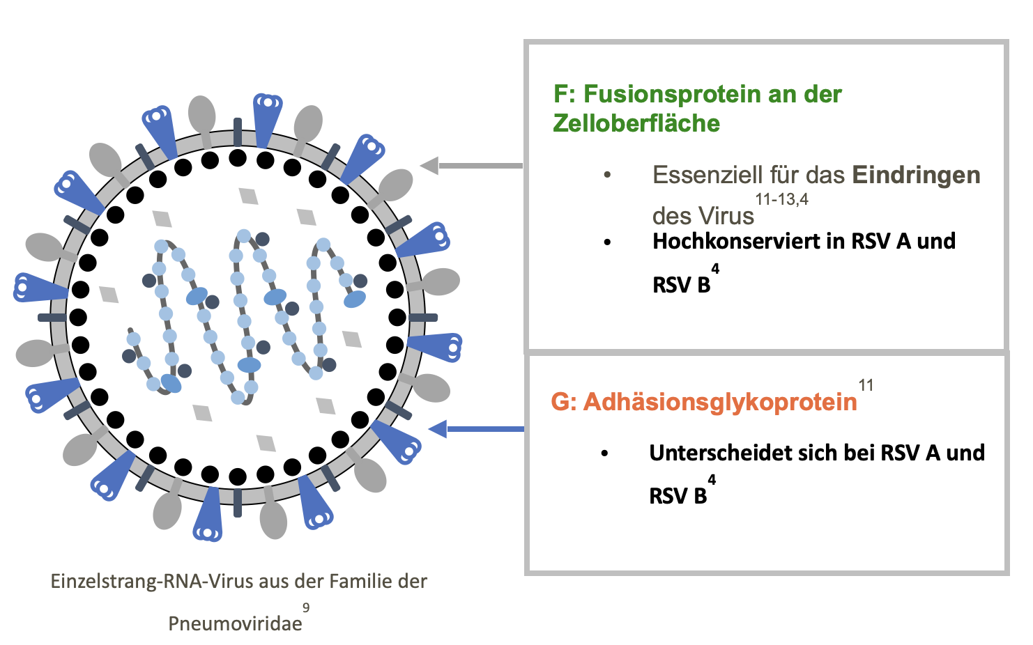 Rs Virus Wie Lange Ansteckend www.impfakademie.de